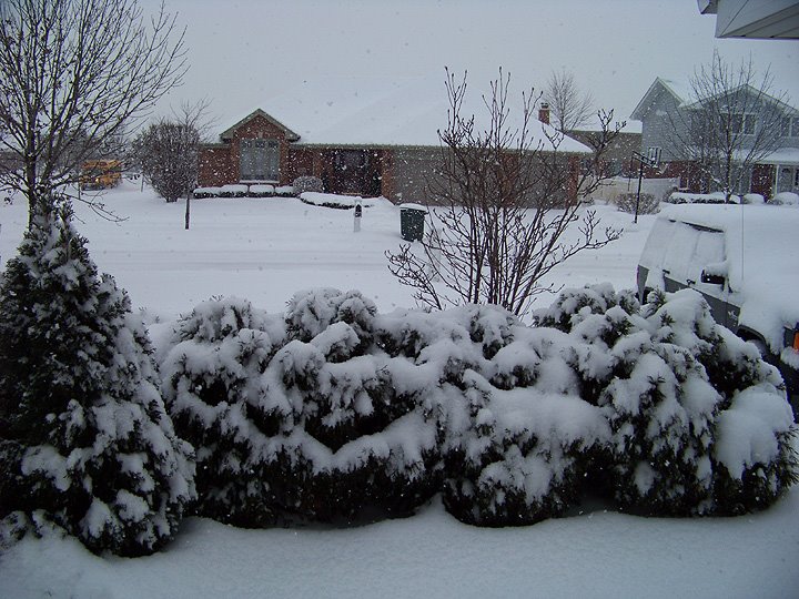 [Snowy_frontbushes.jpg]