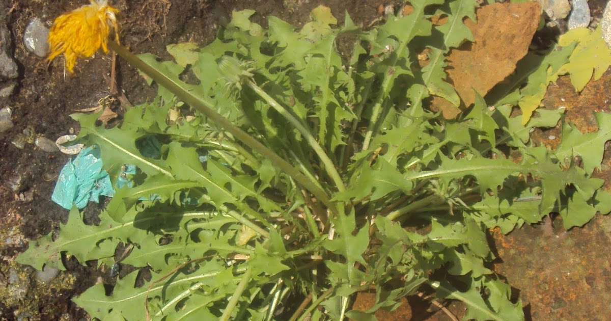 LAS ALELOPATIAS DE LAS PLANTAS DE MI HUERTA...: DIENTE DE LEON...