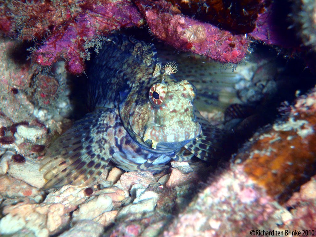 Jewel Blenny