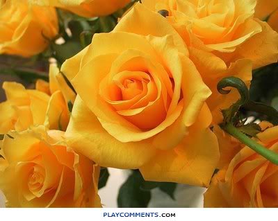 [BLOG-ROSA94.jpg]