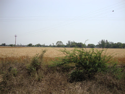 Side views of fields on the way to Temple 
