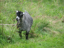 Gray goat
