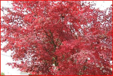 Falling leaves in Washington State