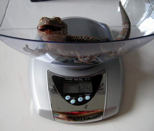 Jual Tokek