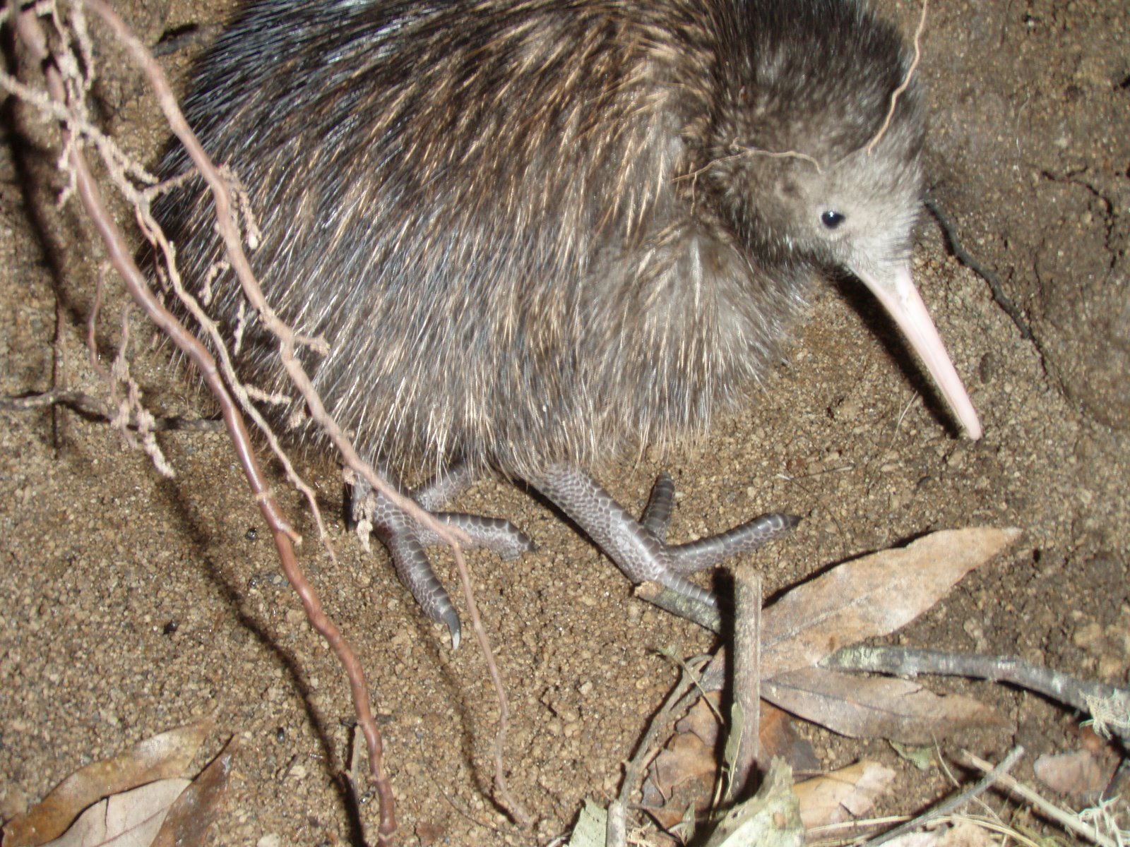 Kiwi Burrow
