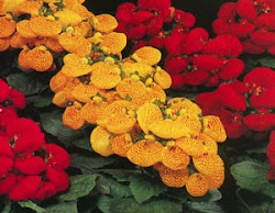 CALCEOLÁRIA (CALCEOLARIA HERBEOHYBRIDA)