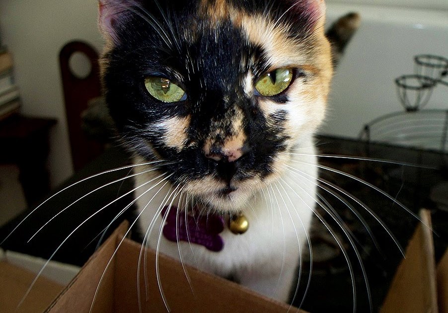 veggie num nums Lilies Can be Deadly to Cats