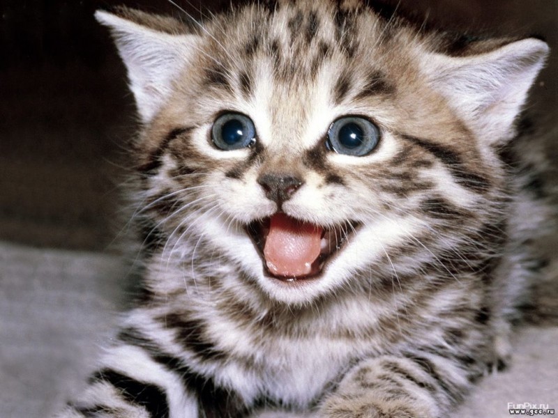 kitty cats