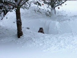 Mischief is wondering...will we have this much snow this winter?