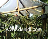 buah naga dalam pot