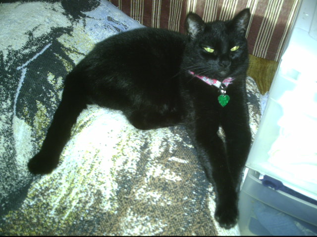 Super Dave the Girl Cat