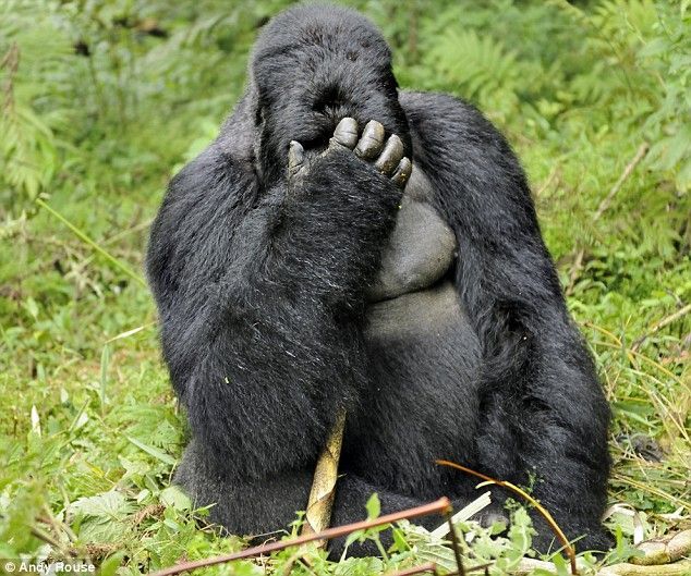 gorilla_06.jpg