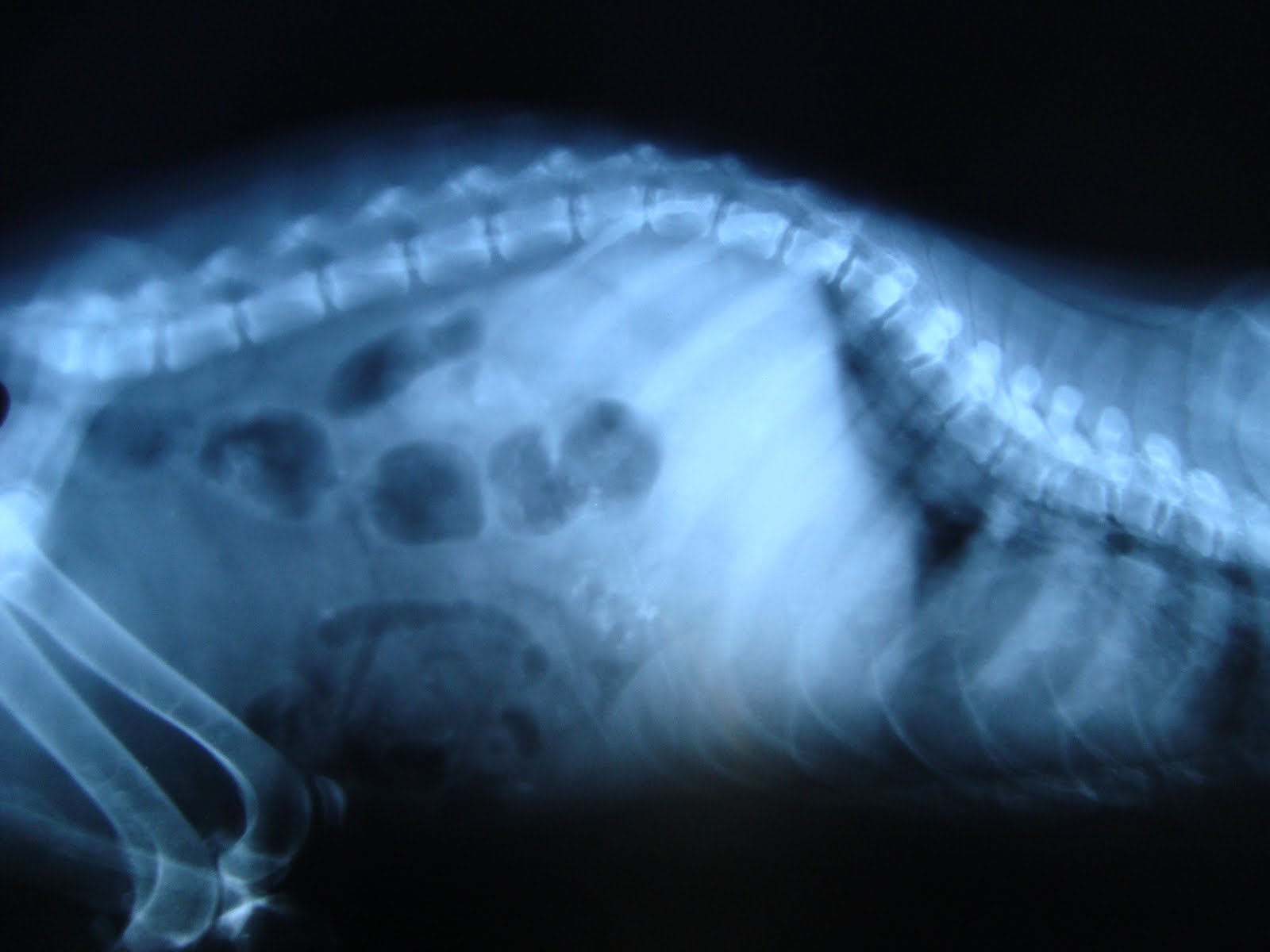 geetasharmavet Enlarged Heart Dog