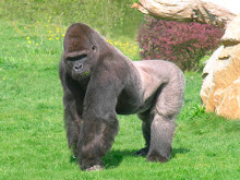 Hermano Gorila