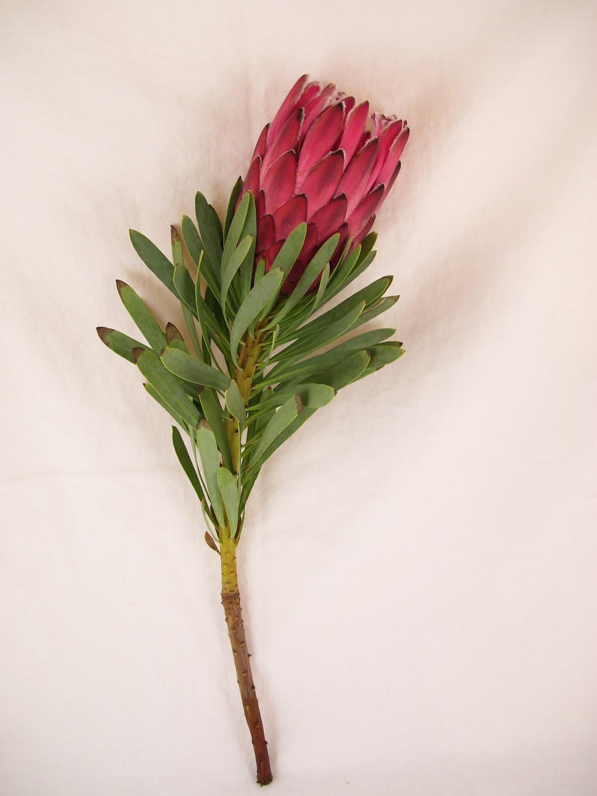 ProteaI really like these flowers!! Protea flower, Beautiful flowers, Australian native flowers