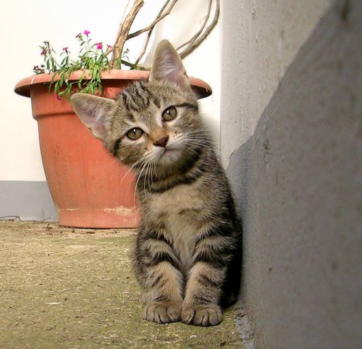 [kitten287.jpg]