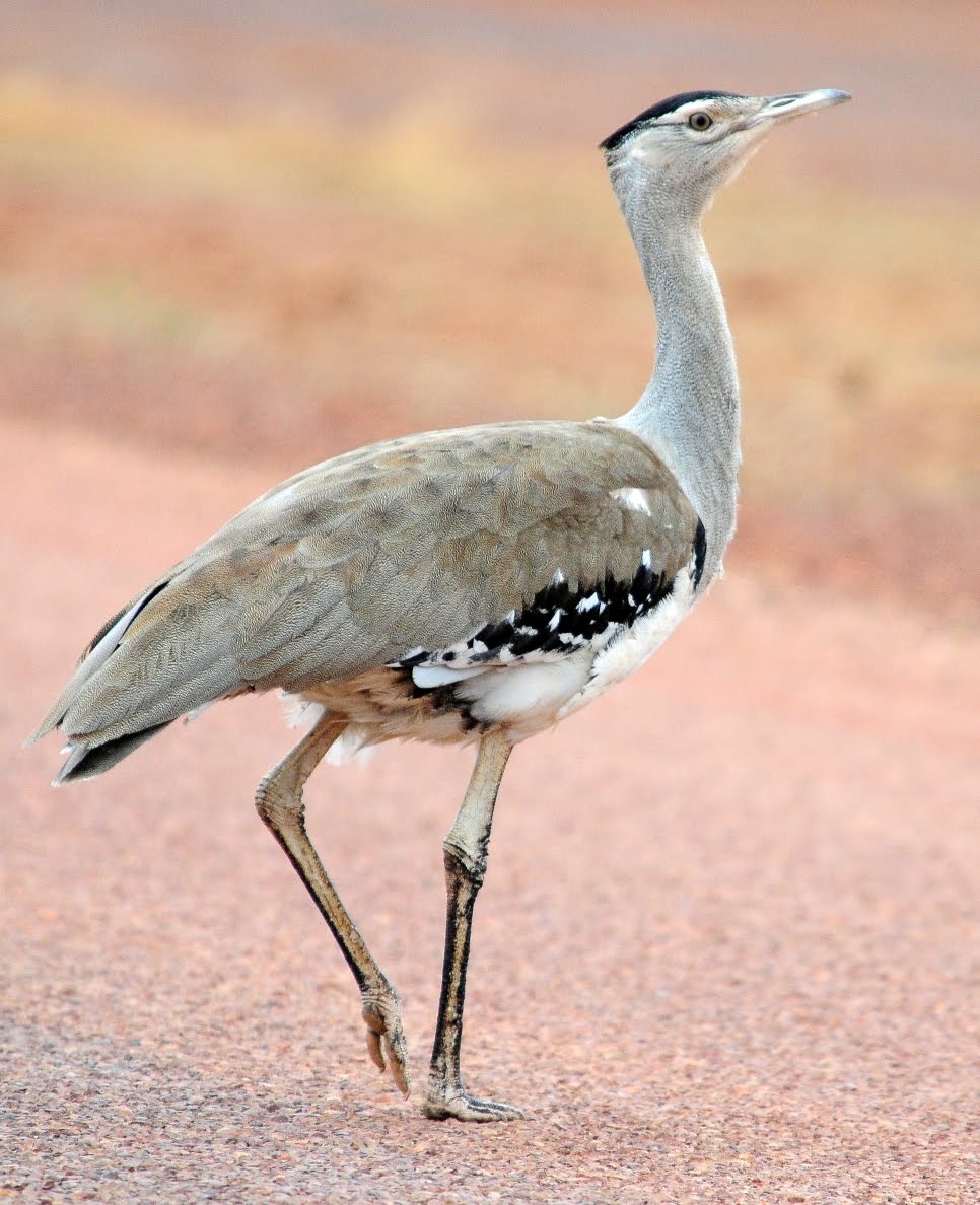 Australian Bustard