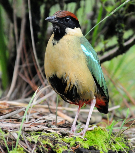Noisy Pitta