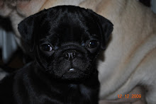 Snowpug`s Gilt-edged Esmeralda