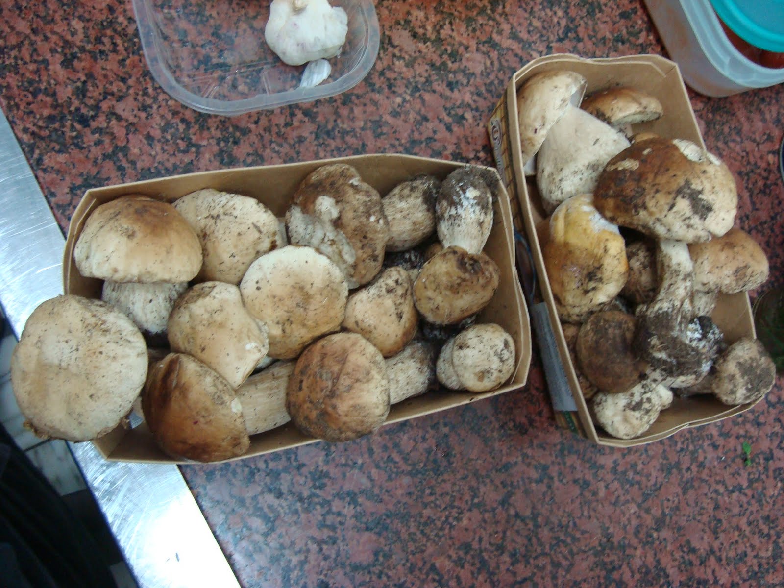 Chef Mut Funghi Porcini (Boletus edulis)