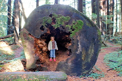 the redwoods of california