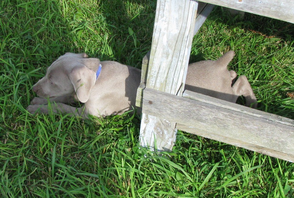[puppies+outside+8+4+08+214.JPG]