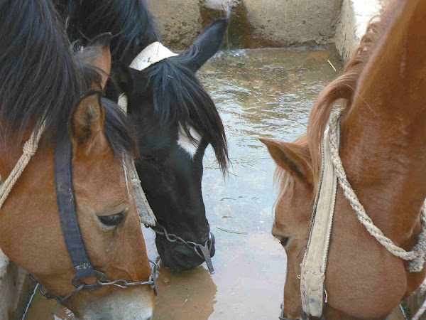 Horses Drinking at Well