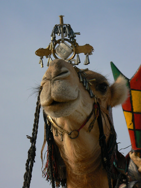 Festival au Desert, Essakane Mali
