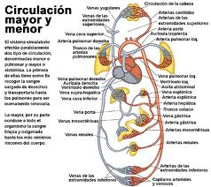 Sistema circulatorio.