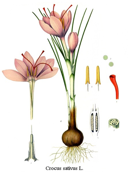 [Saffron%20crocus%20morphology.jpg]