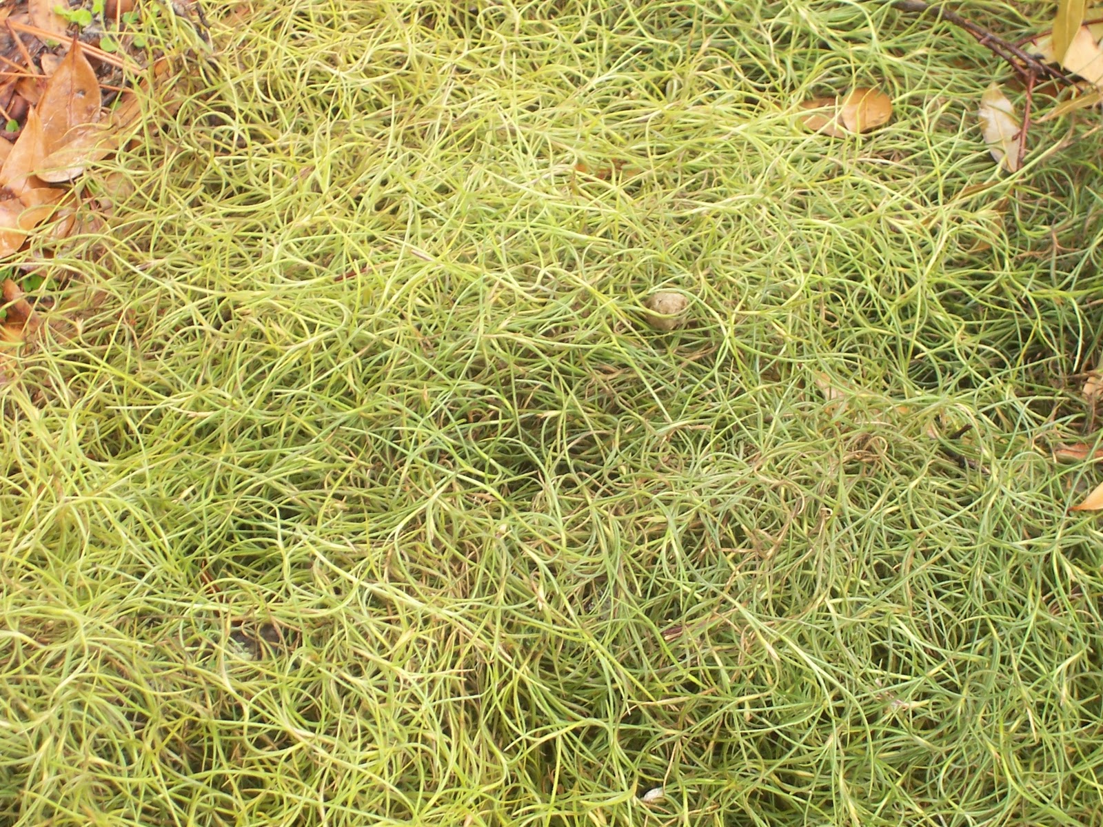 Panhead0422's Photographs WET SPANISH MOSS HAS COLOR