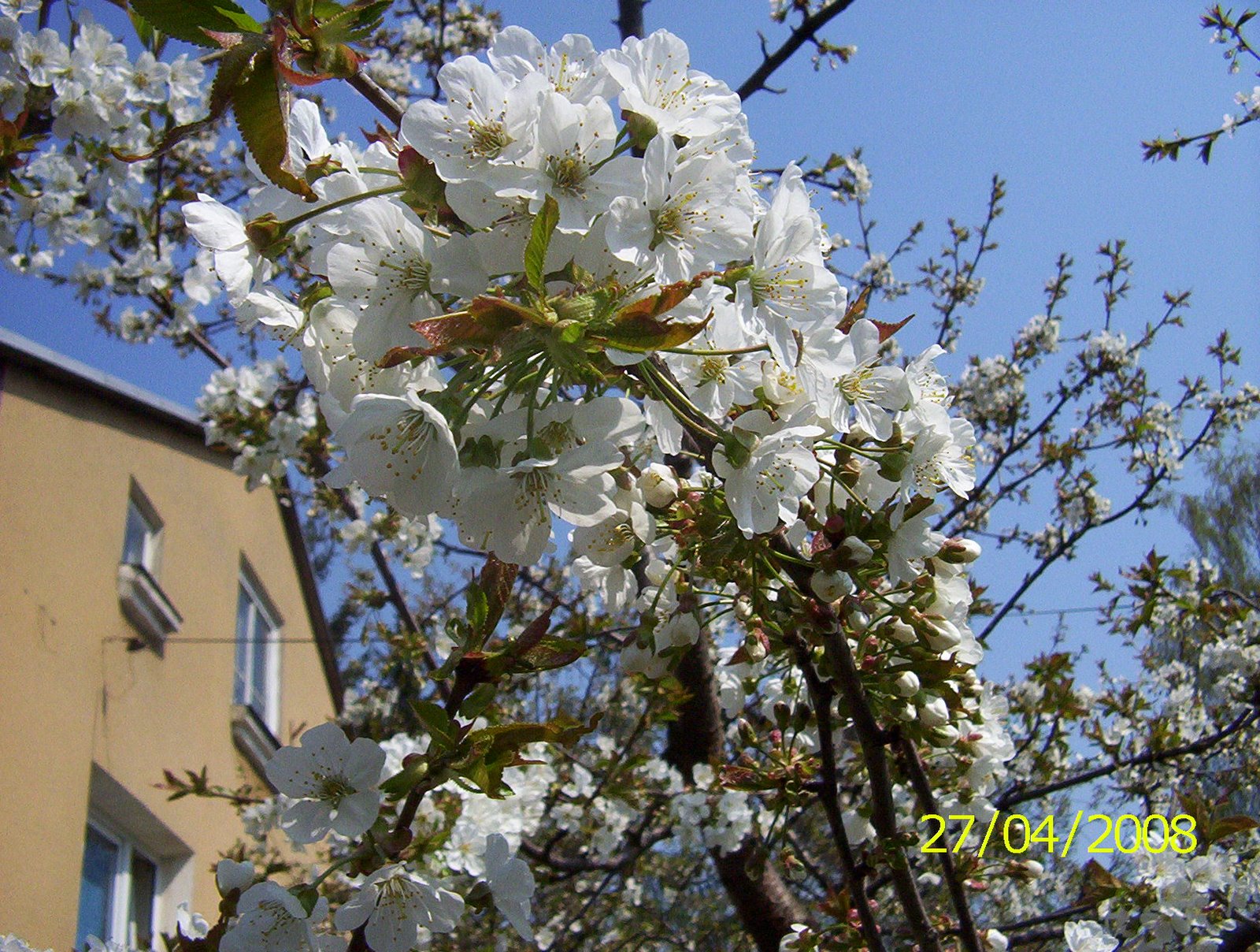 [wiosna+04-+08,+kwiaty+007.jpg]