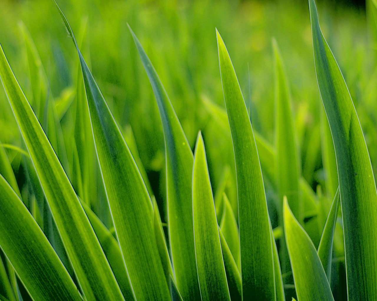 HD Wallpapers Green Grass