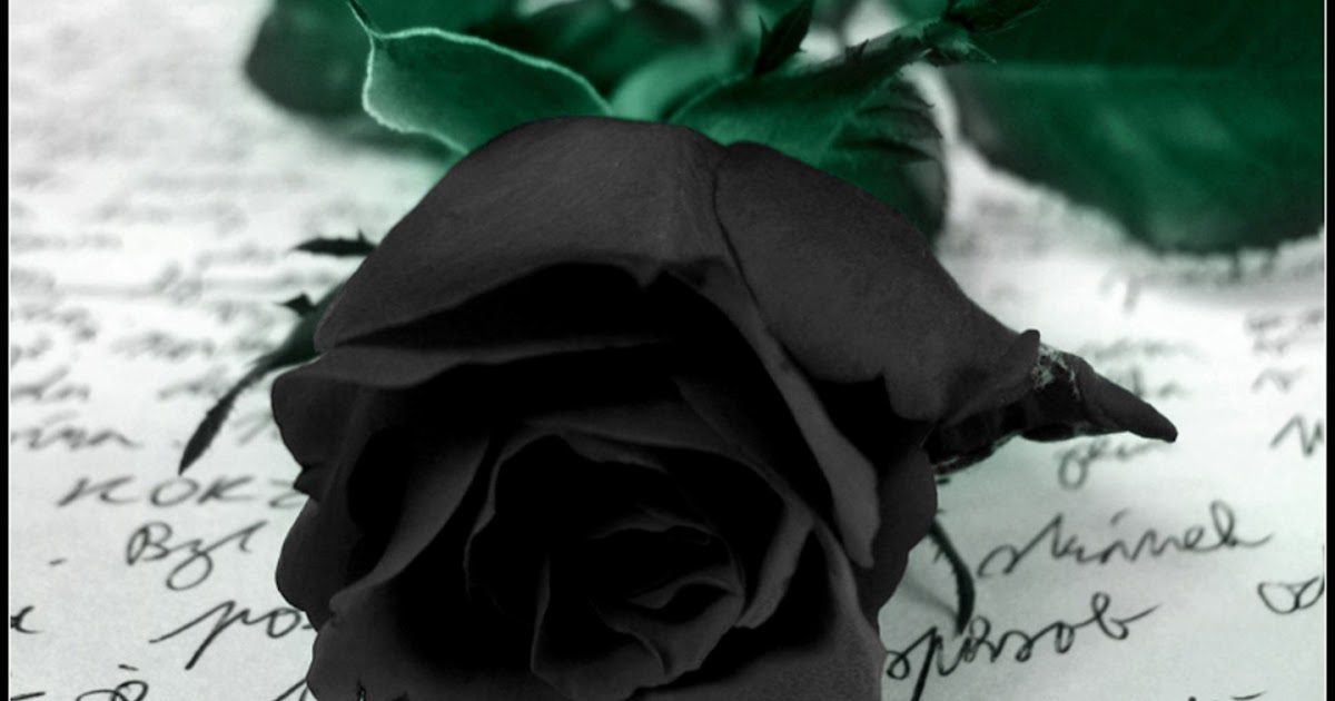 Colourful Wallpapers: Black Rose