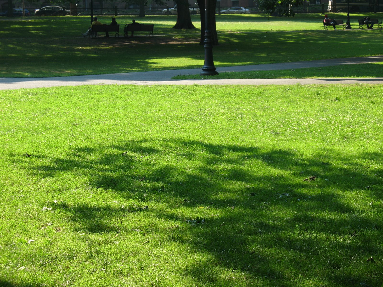 [Green+Tree+shadow.JPG]
