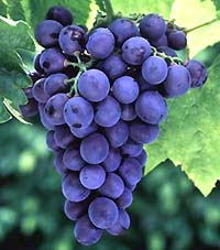 uvas