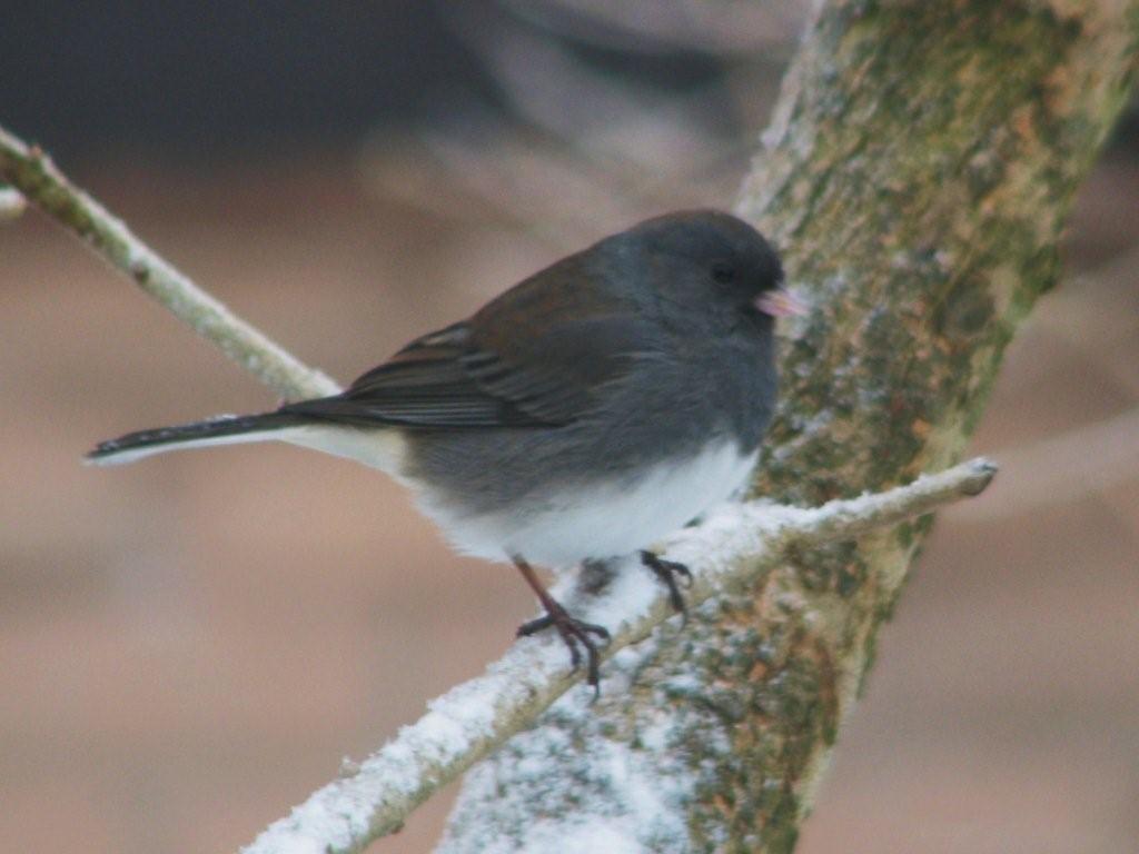 Ground Feeding Birds