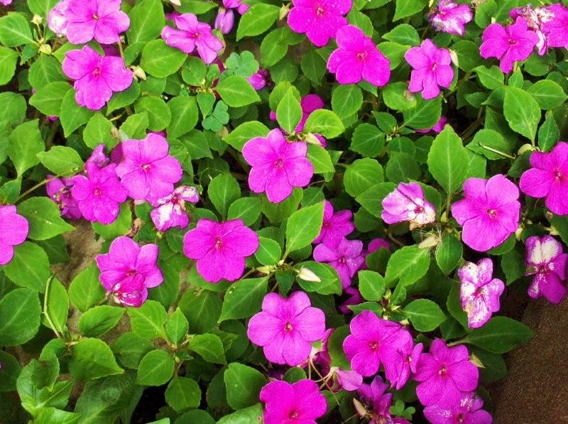 [impatiens.jpg]