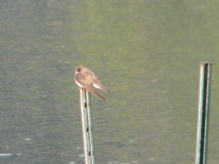 [Northern+rough-winged+swallow.JPG]