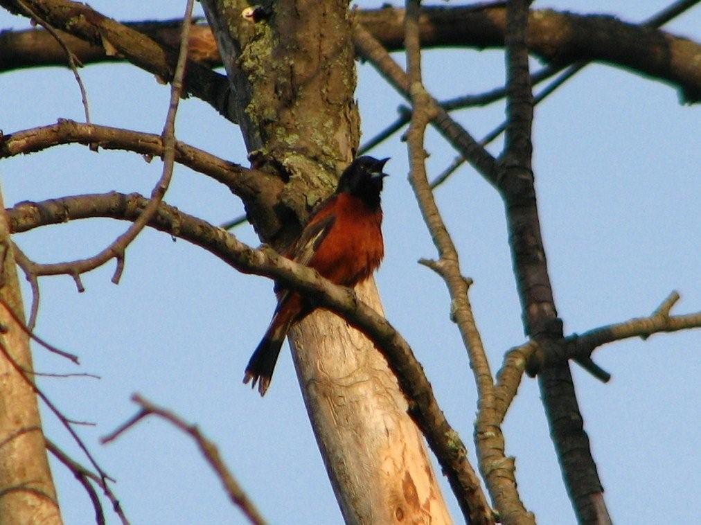 [orchard+oriole+singing.jpg]