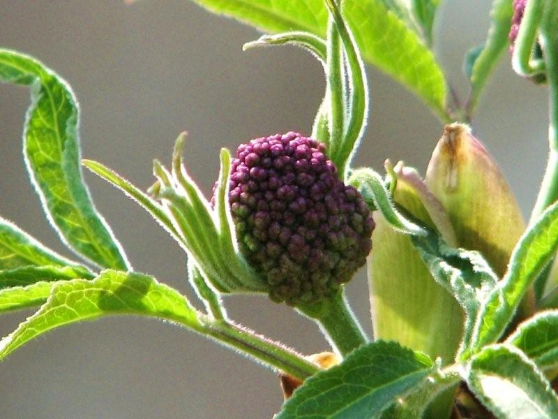 [Flower.jpg]