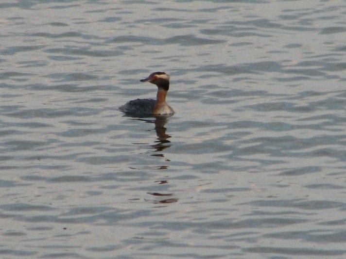 [Horned+Grebe.jpg]