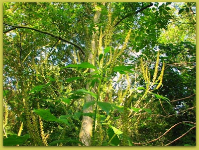 pictures of weed plants. pictures of weed plants.