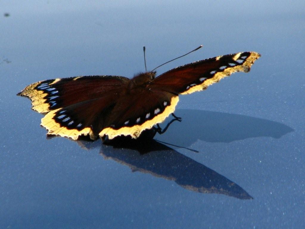 [Mourning+cloak.jpg]