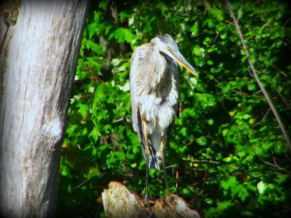 [heron.jpg]
