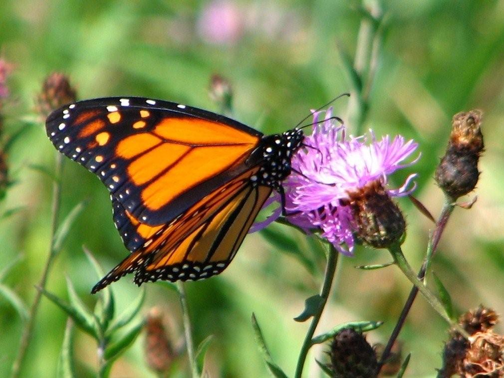 [monarch.jpg]
