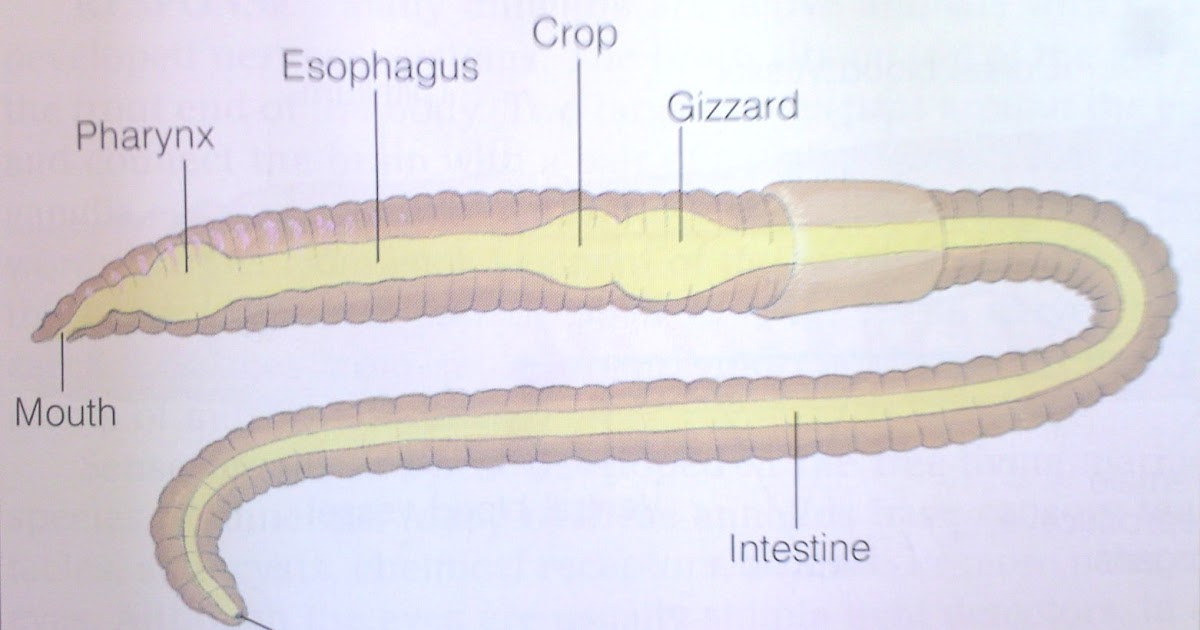 Annelida: Digestive System