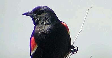 PCOS FAQ - FAQs - Fertility Health Pages - MedHelp