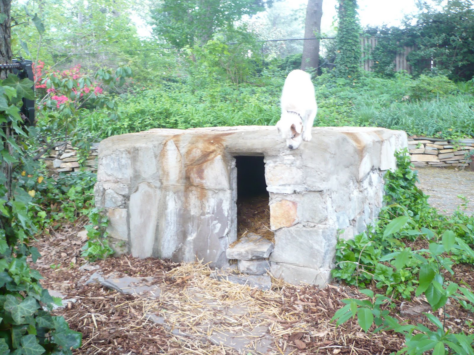 Terrierman's Daily Dose The Doggy Man Cave