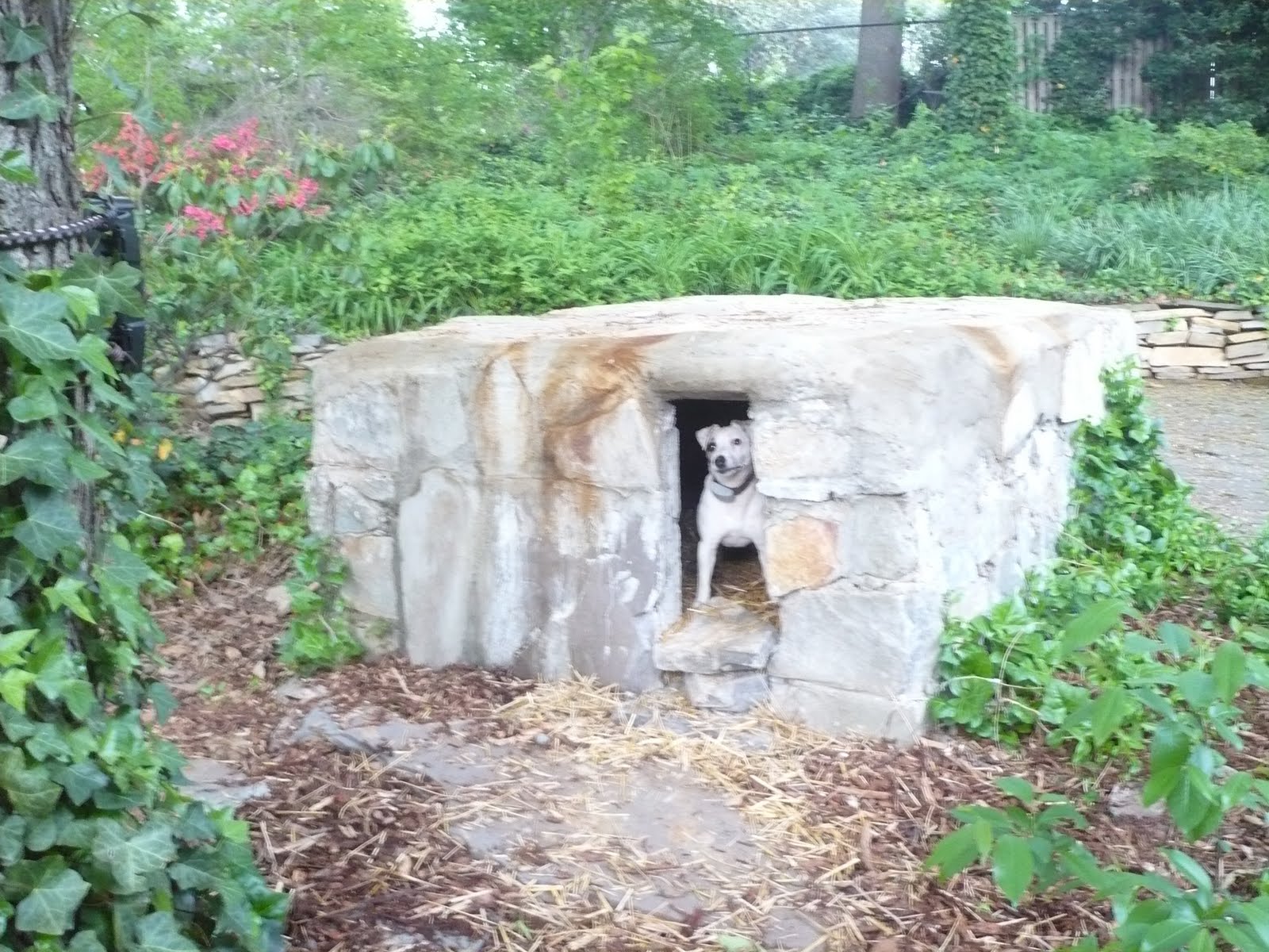 Terrierman's Daily Dose The Doggy Man Cave